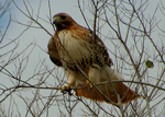 Stalking Hawks (January 14, 2012)